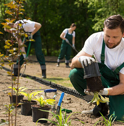 Team of the gardeners digging and weeding the bed Team of the gardeners digging and weeding the bed